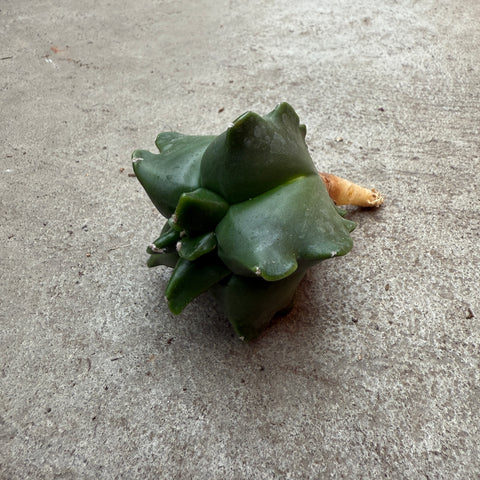 Astrophytum myriostigma 'Kikko' nudum