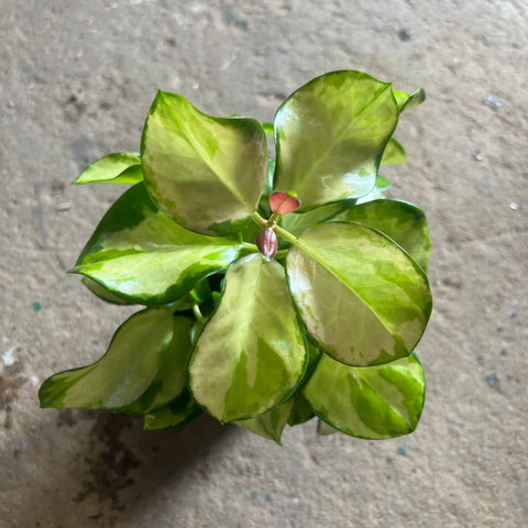 Hoya australis 'Lisa' 