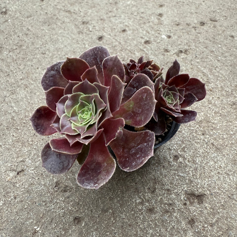 Aeonium cv. Halloween f. cristata