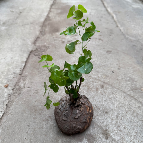 Dioscorea elephantipes