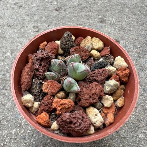 Conophytum blandum arm985