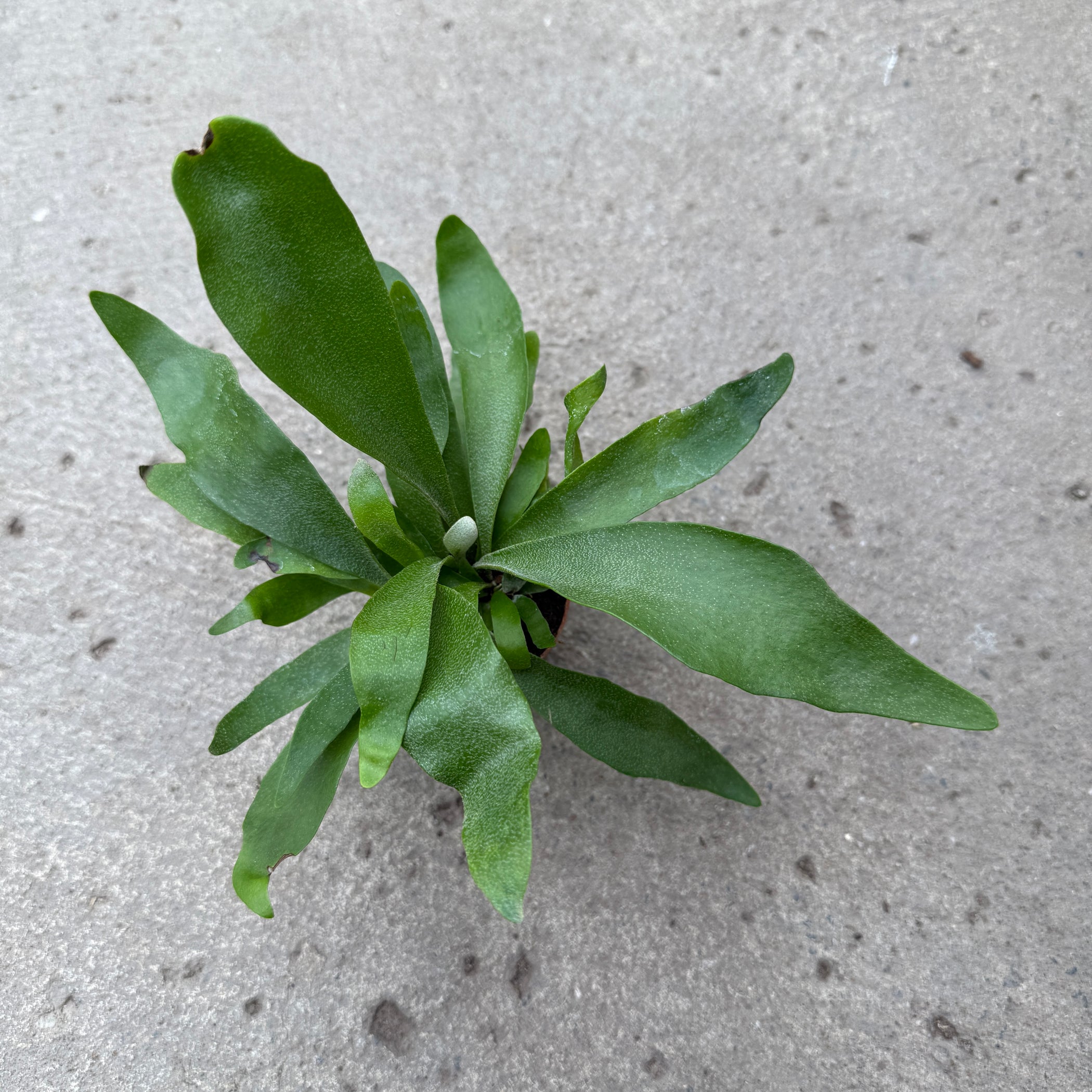 Platycerium #39 Pegasus #39 Serres Lavoie Platycerium #39 Pegasus #39 Serres Lavoie