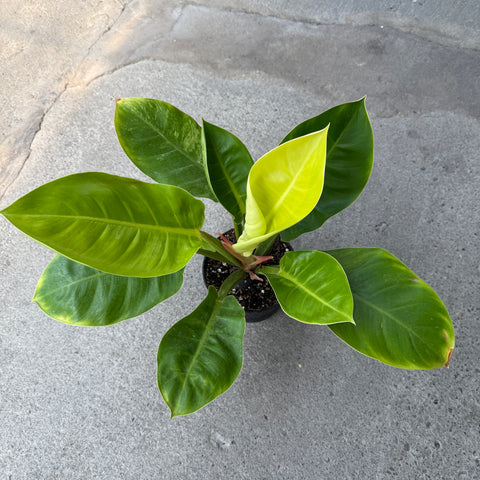 Philodendron 'Moonlight'