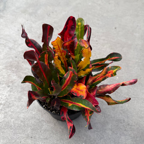 Codiaeum variegatum 'Mammy'