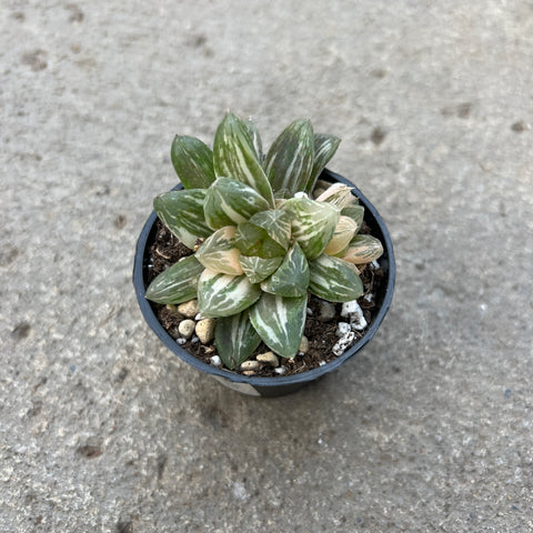 Haworthia cooperi var. Obtusa variegata