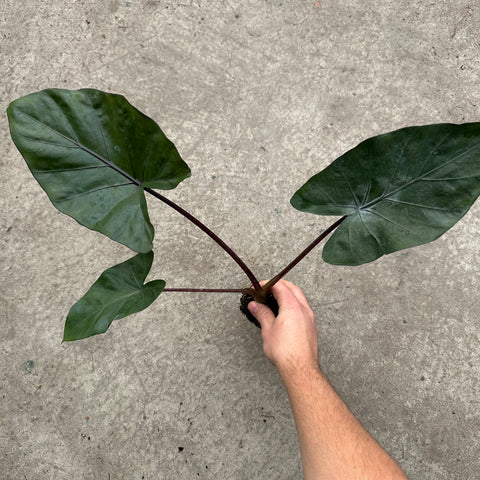 Alocasia 'Melino'