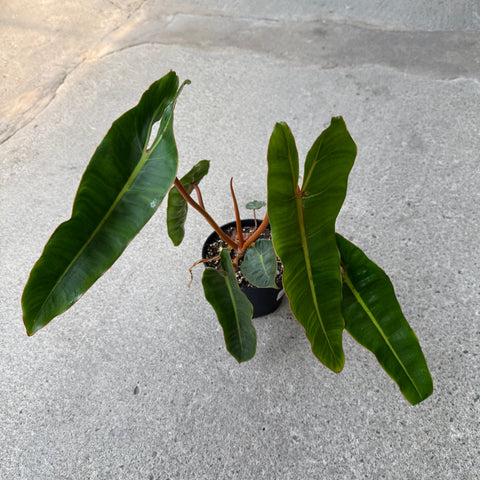 Philodendron billietiae