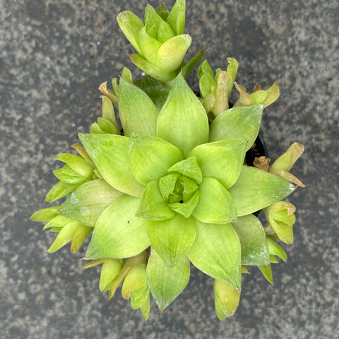 Haworthia cymbiformis var. Pallida