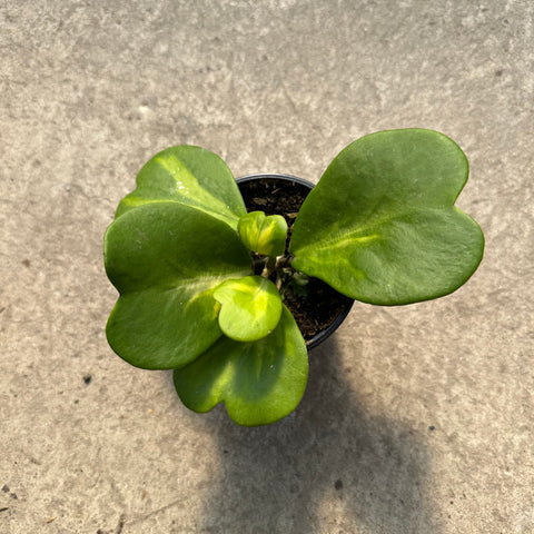 Hoya kerri variegata 