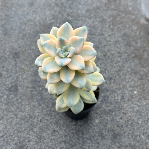 Graptoveria titubans f. variegata