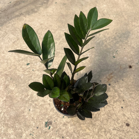 zz supernova plant Zamioculcas zamiifolia 'Supernova' – Serres Lavoie