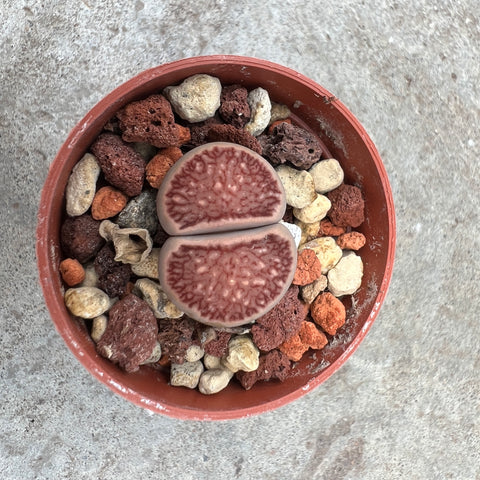 Lithops sp. collectible 