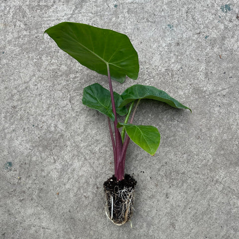 Alocasia 'Imperial Red'