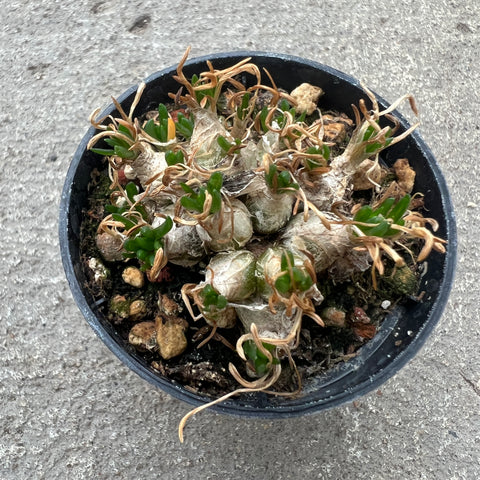 Ornithogalum lithopsoides