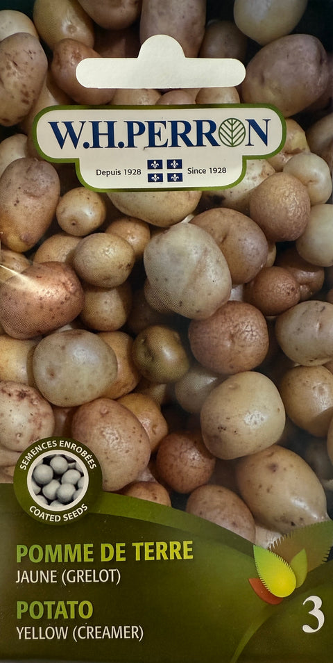 Semences de pomme de terre Jaune (Grelot)