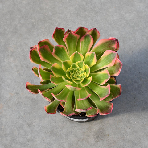 Aeonium cv. Fiesta