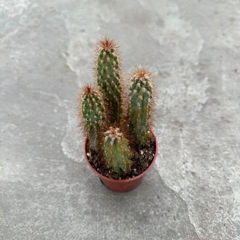 Cereus peruvianus 'Red' f. monstruose