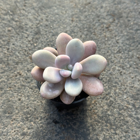 Graptopetalum amethystinum