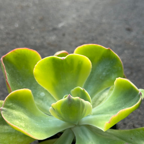 Echeveria 'Winter Sunset'