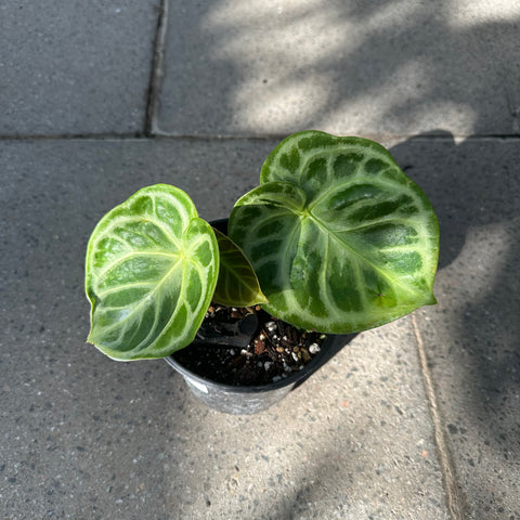 Anthurium 'Silver Blush'