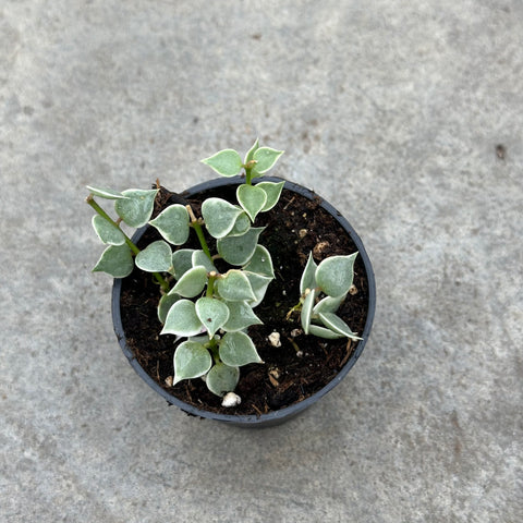 Dischidia ruscifolia f. variegata