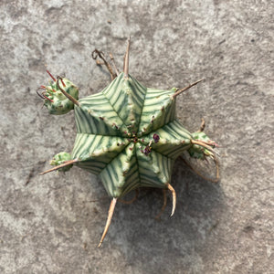 Euphorbia pulvinata f. variegata