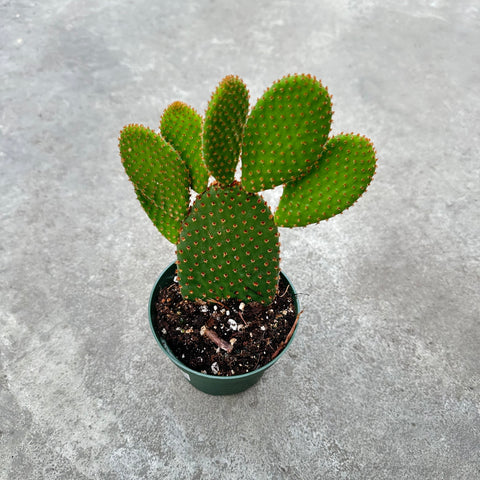Opuntia microdasys cv. Rufida