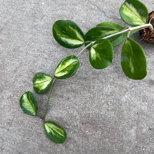 Open image in slideshow, Hoya obovata f. variegata
