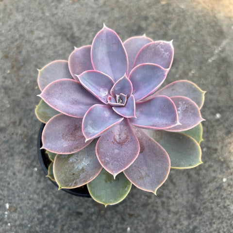 Echeveria 'Perle Von Nurnberg'