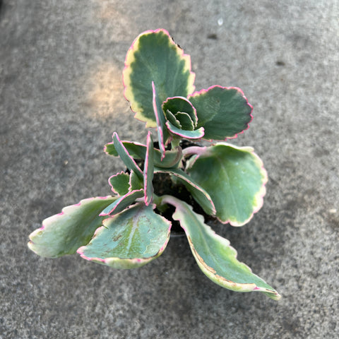 Kalanchoe fedtschenkoi Variegata 
