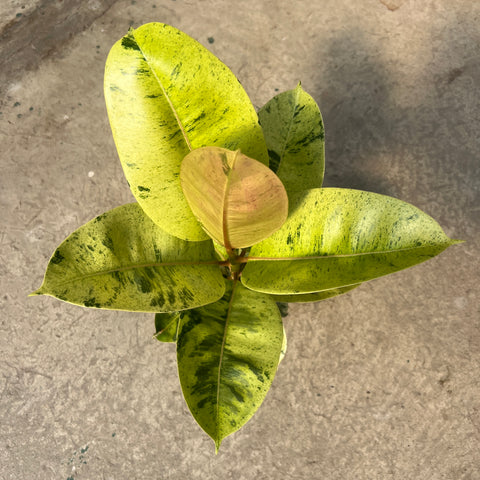 Ficus elastica 'Shivereana Moonshine'