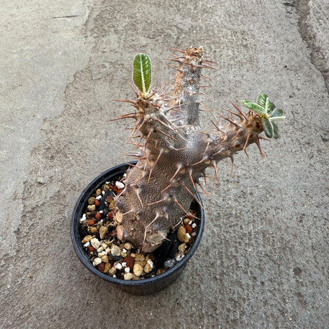 Pachypodium rosulatum var. gracilius