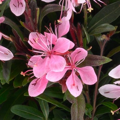 Gaura Steffi Blush Pink