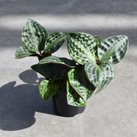 Geogenathus poeppigii