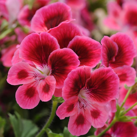 Regal Geranium Candy Flowers Pink Eye (Rose Bicolor)