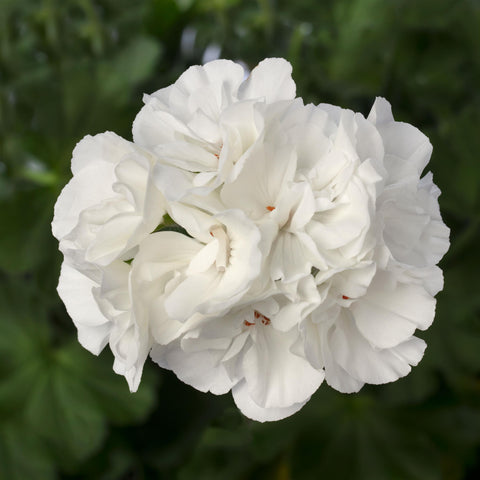Geranium Calliope Large White