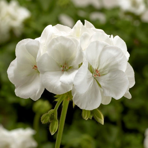 Geranium Calliope Medium White (White)