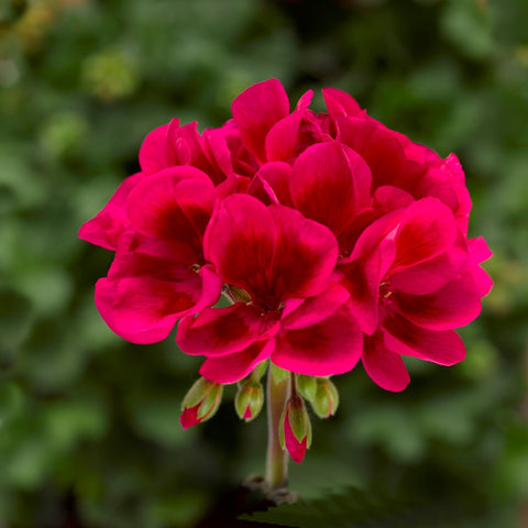 Geranium Mojo Cranberry Splash (Red and Pink)
