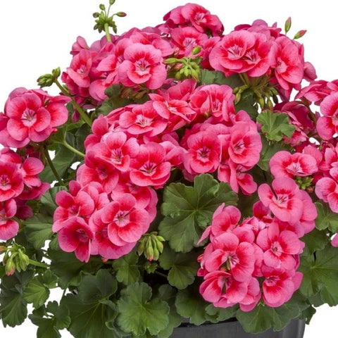 Geranium Pretty Little Pink Splash (Pink Bicolor)