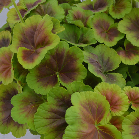 Geranium Brocade Fire (Bicolor foliage)