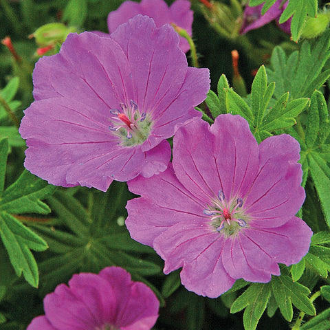 Geranium sanguineum 'Max Frei' (Rose)