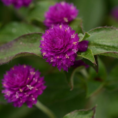 Gomphrena Pinball Purple