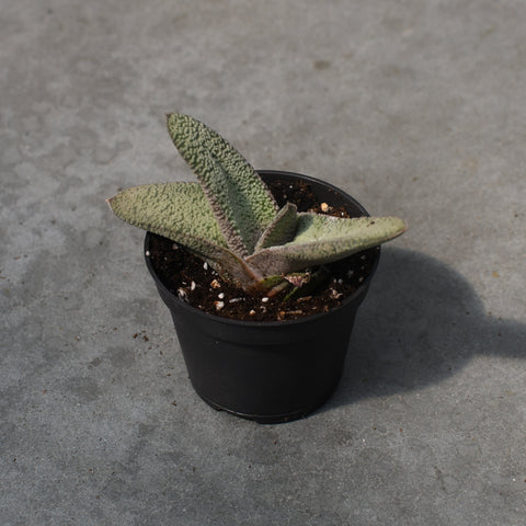 Haworthia attenuata var. Enon 