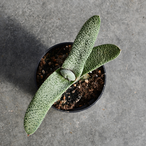 Gasteria 'Triceratops Skin'