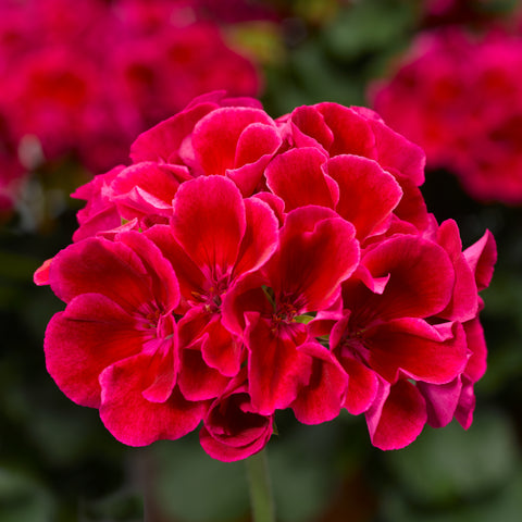 Geranium Calliope Medium Crimson Flame (Red)
