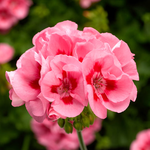 Geranium Calliope Medium Pink Flame (Bicolor Pink)