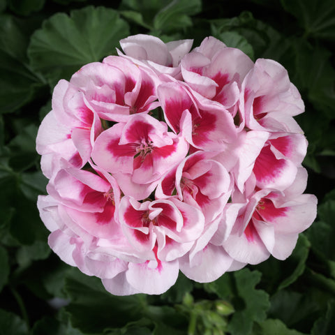 Geranium Americana White Splash (Darker rose heart)