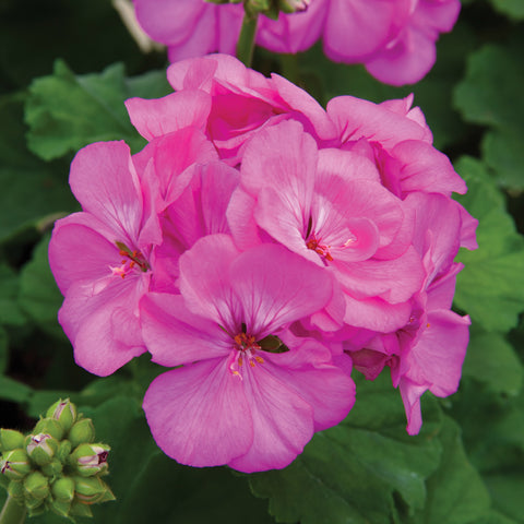 Geranium Rocky Mountain Lavender