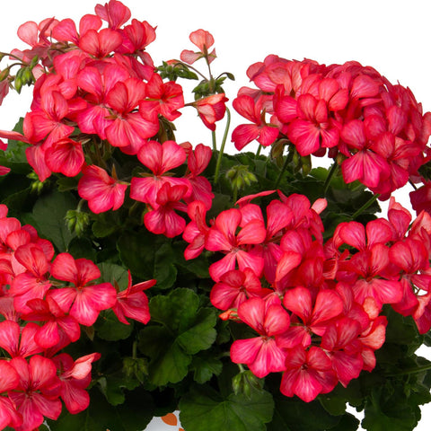 Geranium Glory Days Pink Bicolor (Pink Bicolor)