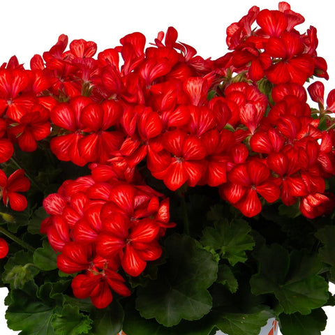 Geranium Glory Days Red Orange Bicolor (Red-Orange)